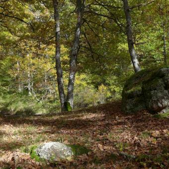 Rincones del Bosque de la Pedrosa, Barruelo-Brañosera