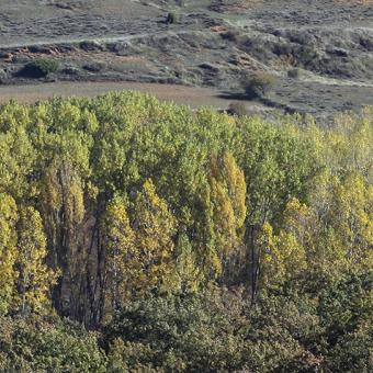 Panorámica