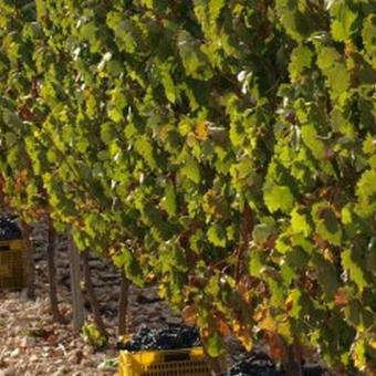 Bodega Basileo Vino de Reyes