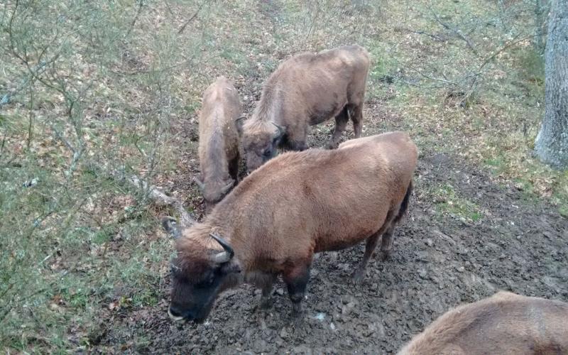 Reserva del Bisonte Europeo Reserva del Bisonte Europeo