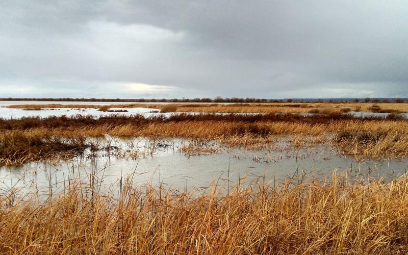 Humedal de la Nava Humedal de la Nava